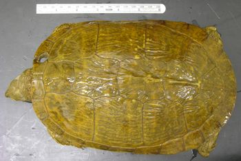 Media type: image; Herpetology R-36862